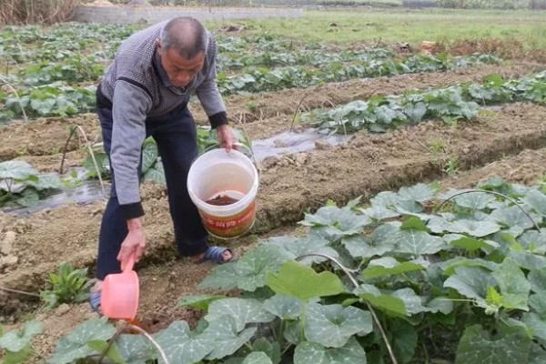 南瓜的种植技术，藤蔓长到3米左右时要引蔓上架