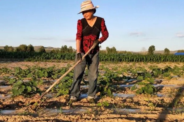 南瓜的种植技术，藤蔓长到3米左右时要引蔓上架