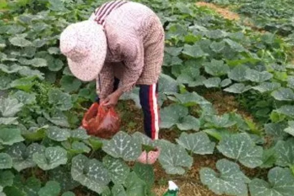 南瓜的种植技术，藤蔓长到3米左右时要引蔓上架