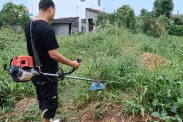 南瓜的种植技术，藤蔓长到3米左右时要引蔓上架