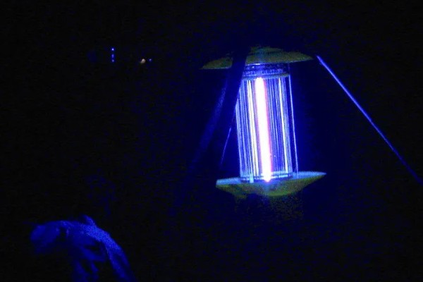 南瓜的种植技术，藤蔓长到3米左右时要引蔓上架