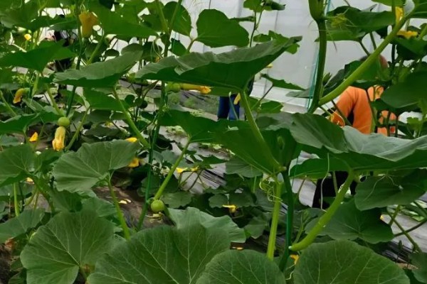 南瓜的种植技术，藤蔓长到3米左右时要引蔓上架