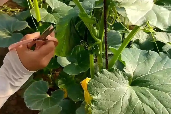 南瓜的种植技术，藤蔓长到3米左右时要引蔓上架