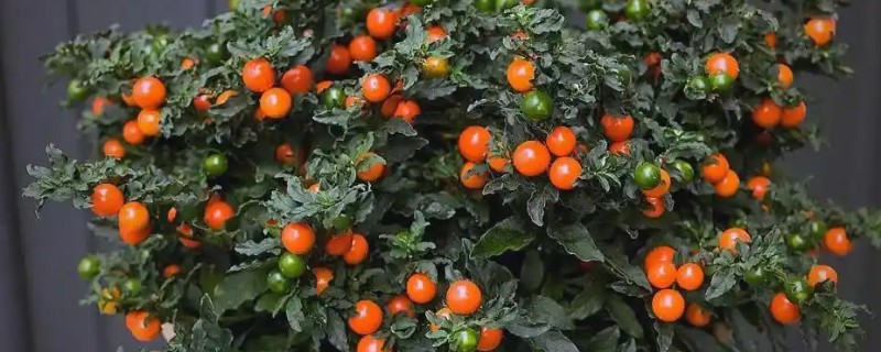 四季果如何养殖，冬季的生长适温为10-25℃