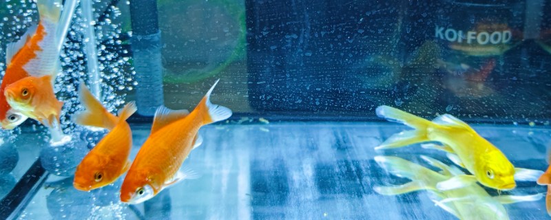 鱼缸鱼屎太多如何清理，可以在换水的时候进行清理