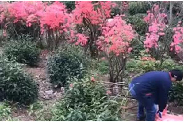 栽映山红如何快速生根,幼株适合在春季进行栽植