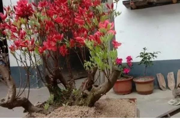 栽映山红如何快速生根,幼株适合在春季进行栽植