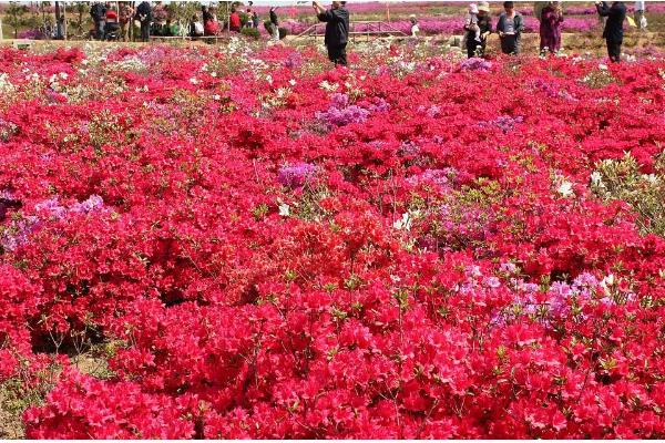 栽映山红如何快速生根,幼株适合在春季进行栽植