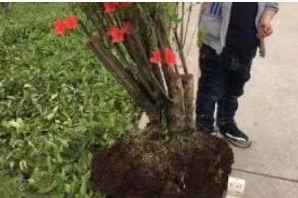 栽映山红如何快速生根,幼株适合在春季进行栽植