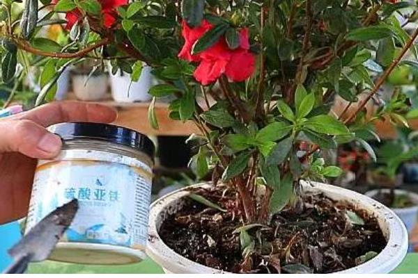 栽映山红如何快速生根,幼株适合在春季进行栽植
