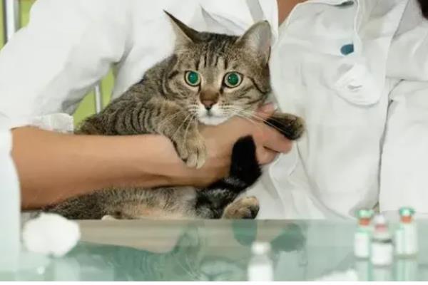 猫咪肥厚性心肌病有何症状,表现为食欲不振、体重减轻等