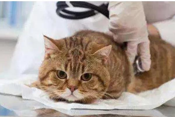 猫咪肥厚性心肌病有何症状,表现为食欲不振、体重减轻等