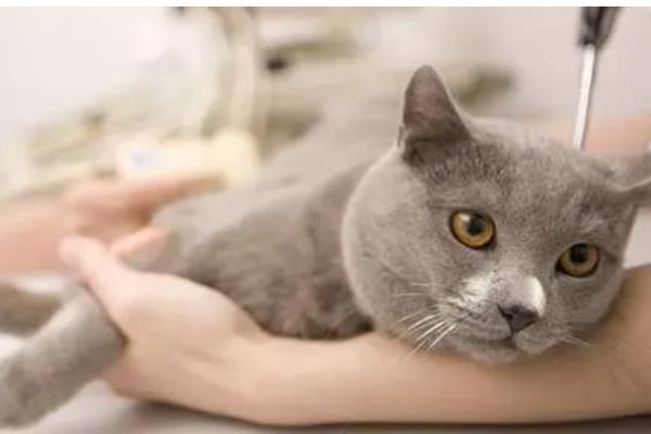 猫咪肥厚性心肌病有何症状,表现为食欲不振、体重减轻等