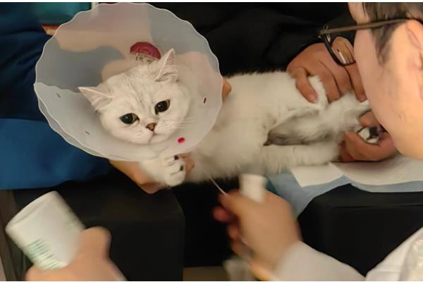 猫咪肥厚性心肌病有何症状,表现为食欲不振、体重减轻等