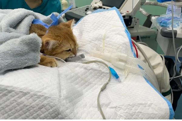 猫咪肥厚性心肌病有何症状,表现为食欲不振、体重减轻等