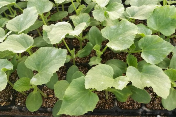 怎么种植甜瓜,播种前对种子进行催芽