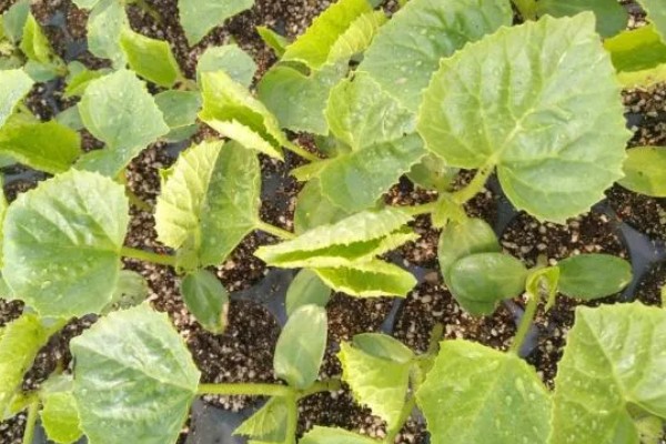 怎么种植甜瓜,播种前对种子进行催芽