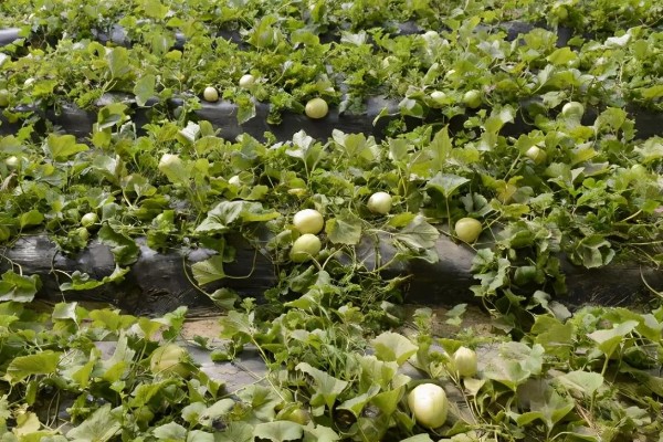 怎么种植甜瓜,播种前对种子进行催芽