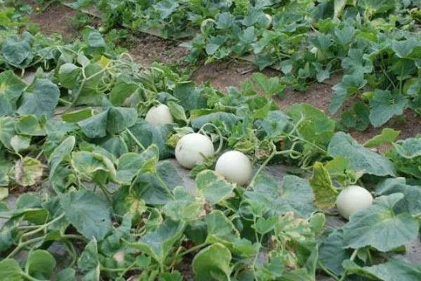 怎么种植甜瓜,播种前对种子进行催芽