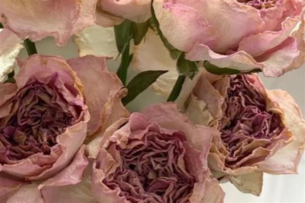 戴安娜的花语,寓意幸福、优雅等