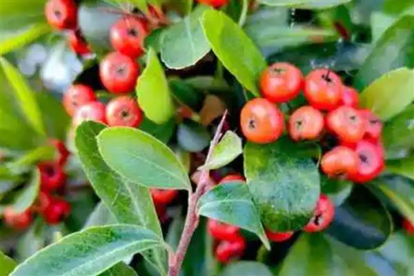 火棘叶子发黄如何解决，视情况采取对应措施