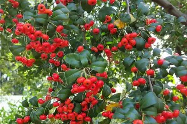 火棘叶子发黄如何解决，视情况采取对应措施