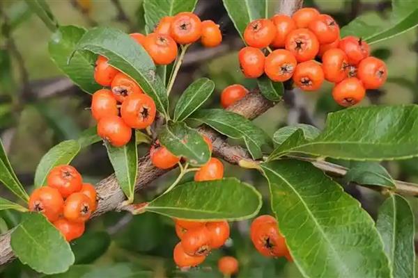 火棘叶子发黄如何解决，视情况采取对应措施