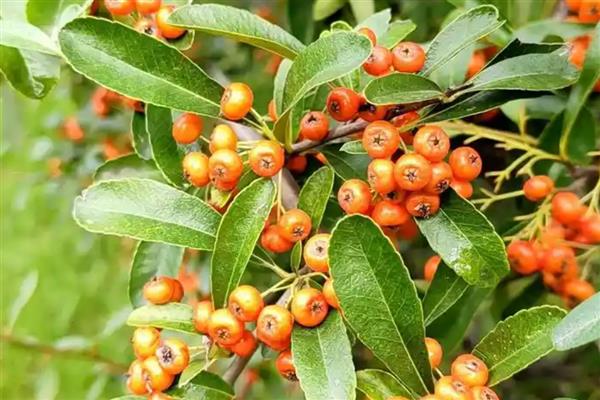 火棘叶子发黄如何解决，视情况采取对应措施