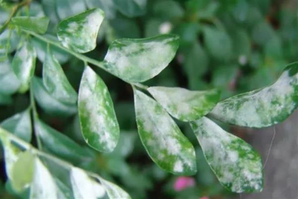 火棘叶子发黄如何解决，视情况采取对应措施