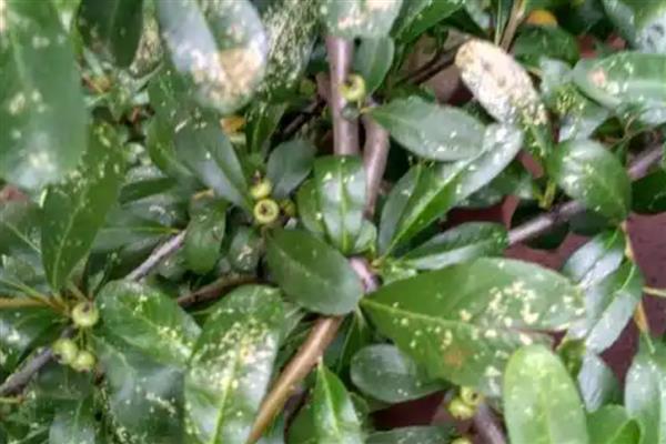 火棘叶子发黄如何解决，视情况采取对应措施