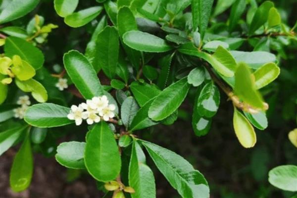 火棘叶子发黄如何解决，视情况采取对应措施