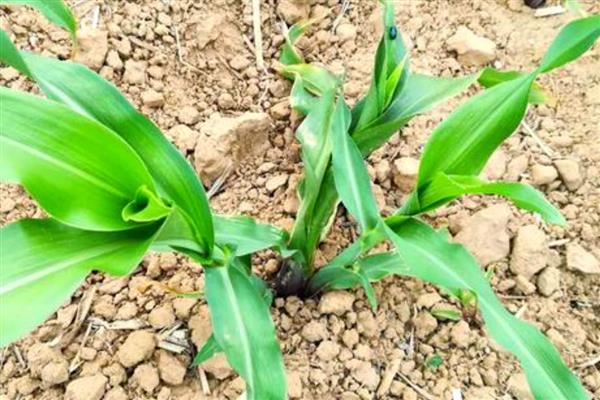 玉米分蘖原因及防治办法,可能是干旱或种植过密所致