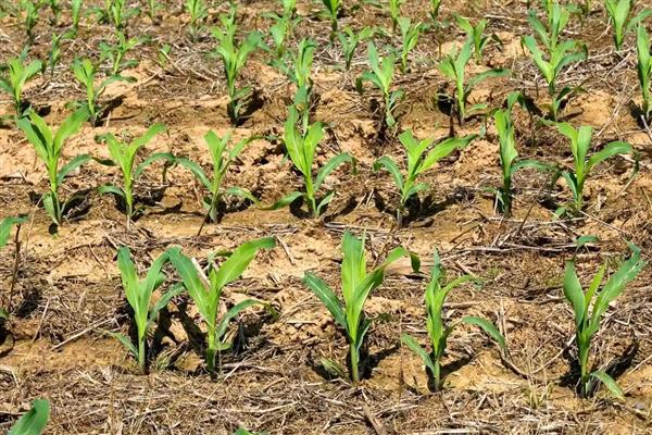 玉米分蘖原因及防治办法,可能是干旱或种植过密所致