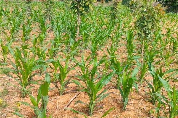 玉米分蘖原因及防治办法,可能是干旱或种植过密所致