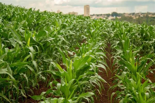 玉米分蘖原因及防治办法,可能是干旱或种植过密所致