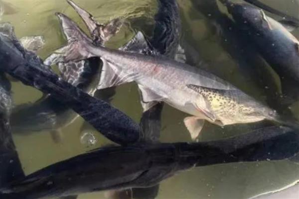 鸭嘴鱼的养殖技术，选择浮游生物量丰富的水域养殖