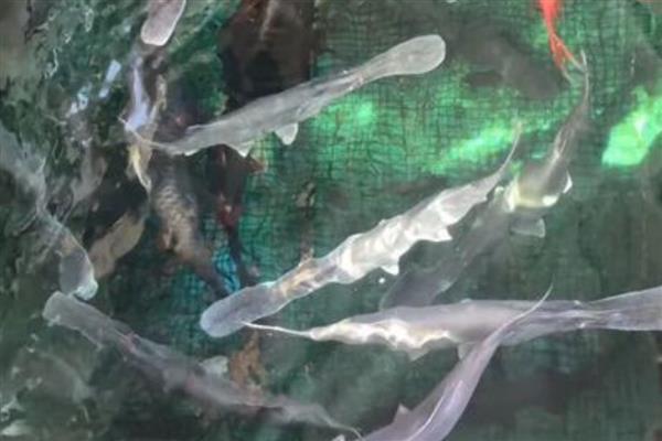 鸭嘴鱼的养殖技术，选择浮游生物量丰富的水域养殖