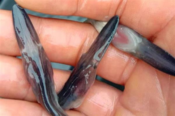 鸭嘴鱼的养殖技术，选择浮游生物量丰富的水域养殖