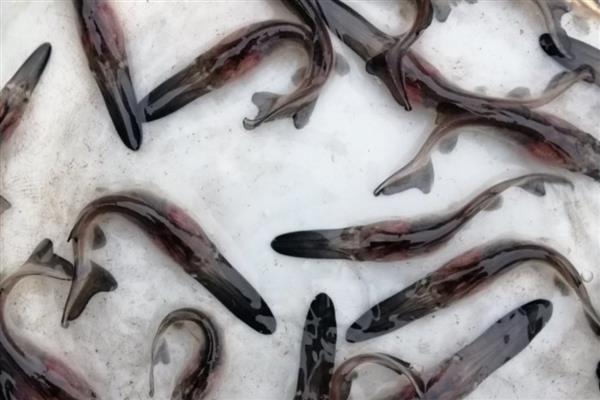 鸭嘴鱼的养殖技术，选择浮游生物量丰富的水域养殖