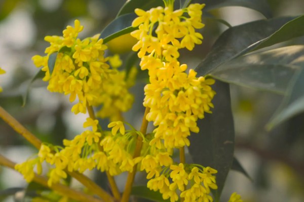 桂花花朵的颜色，一般都是黄色