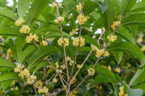 桂花花朵的颜色，一般都是黄色