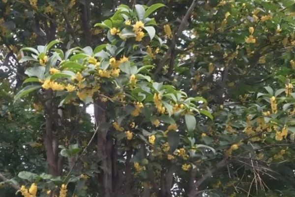 桂花花朵的颜色，一般都是黄色