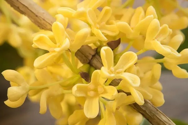 桂花花朵的颜色，一般都是黄色