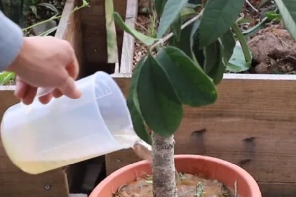 桂花花朵的颜色，一般都是黄色