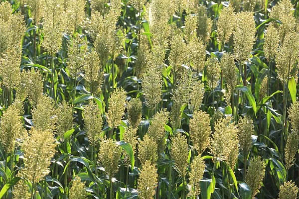 晚熟的农作物有什么特点，通常节间比较长