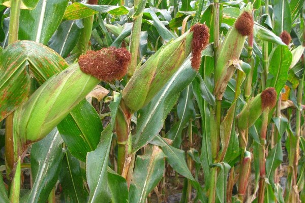 晚熟的农作物有什么特点，通常节间比较长