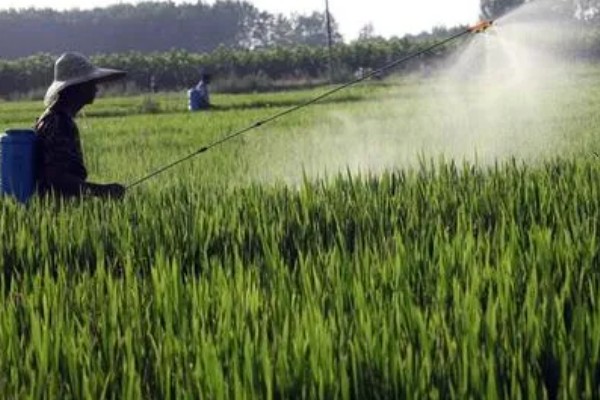 晚熟的农作物有什么特点，通常节间比较长