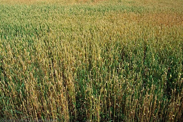 晚熟的农作物有什么特点，通常节间比较长