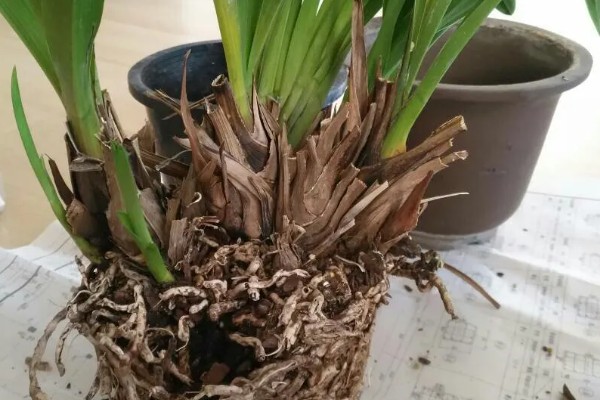 如何处理开完花的大花蕙兰,剪除残花和枯枝败叶并换盆