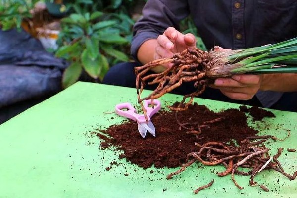 如何处理开完花的大花蕙兰,剪除残花和枯枝败叶并换盆